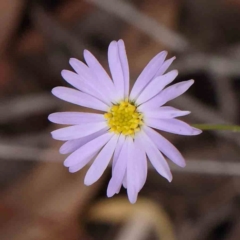 Brachyscome rigidula (Hairy Cut-leaf Daisy) at O'Connor, ACT - 28 Feb 2024 by ConBoekel