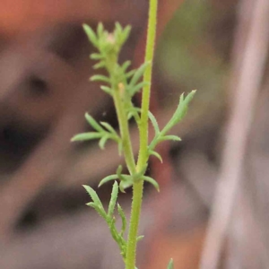 Brachyscome rigidula at Black Mountain - 28 Feb 2024