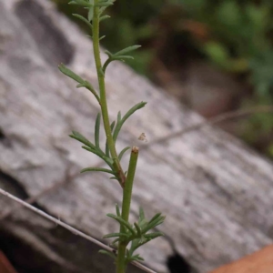 Brachyscome rigidula at Black Mountain - 28 Feb 2024