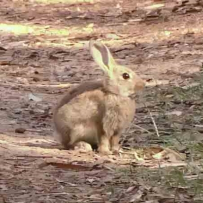 Oryctolagus cuniculus (European Rabbit) at Dryandra St Woodland - 2 Mar 2024 by ConBoekel