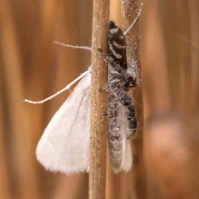 Unidentified Spider (Araneae) at Dryandra St Woodland - 2 Mar 2024 by ConBoekel