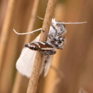 Thyene concinna at Dryandra St Woodland - 2 Mar 2024