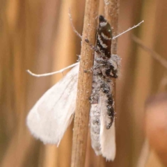 Thyene concinna at Dryandra St Woodland - 2 Mar 2024