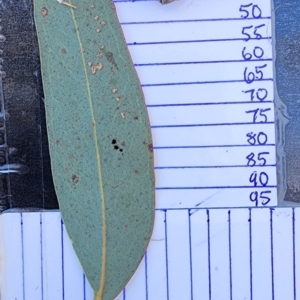Eucalyptus macrorhyncha at Dryandra St Woodland - 4 Mar 2024