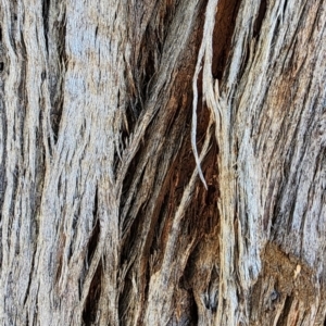 Eucalyptus macrorhyncha at Dryandra St Woodland - 4 Mar 2024