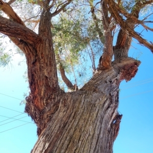 Eucalyptus macrorhyncha at Dryandra St Woodland - 4 Mar 2024