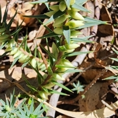 Melichrus urceolatus (Urn Heath) at Dryandra St Woodland - 4 Mar 2024 by Steve818