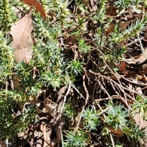 Melichrus urceolatus at Dryandra St Woodland - 4 Mar 2024
