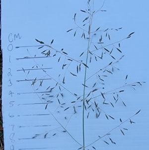 Eragrostis curvula at Dryandra St Woodland - 4 Mar 2024