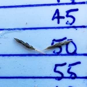 Eragrostis curvula at Dryandra St Woodland - 4 Mar 2024