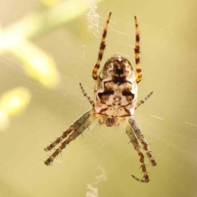 Plebs eburnus (Eastern bush orb-weaver) at Bruce, ACT - 28 Feb 2024 by ConBoekel