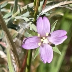 Epilobium billardiereanum subsp. cinereum (Hairy Willow Herb) at Griffith, ACT - 4 Mar 2024 by AlexKirk
