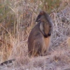 Wallabia bicolor (Swamp Wallaby) at bababi marning (formerly Cooper St Grassland NCR) - 21 Mar 2007 by WendyEM