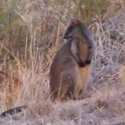 Wallabia bicolor (Swamp Wallaby) at Campbellfield, VIC - 21 Mar 2007 by WendyEM