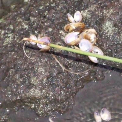 Corbicula australis (Little Basket Shells) at bababi marning (formerly Cooper St Grassland NCR) - 21 Mar 2007 by WendyEM