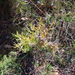 Lavandula sp. (Lavender) at Mount Majura - 3 Mar 2024 by abread111