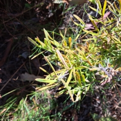 Lavandula sp. at Mount Majura - 4 Mar 2024