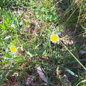 Sonchus oleraceus at Mount Majura - 4 Mar 2024