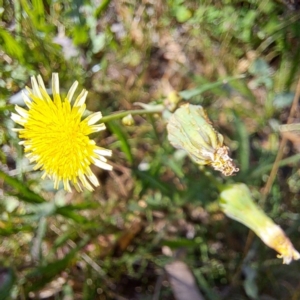 Sonchus oleraceus at Mount Majura - 4 Mar 2024