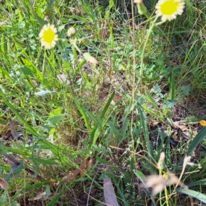 Sonchus oleraceus at Mount Majura - 4 Mar 2024