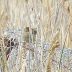 Cisticola exilis at Campbellfield, VIC - 21 Mar 2007 05:37 PM