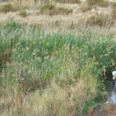 Phragmites australis (Common Reed) at bababi marning (formerly Cooper St Grassland NCR) - 21 Mar 2007 by WendyEM