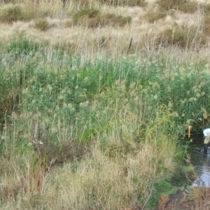 Phragmites australis at Campbellfield, VIC - 21 Mar 2007