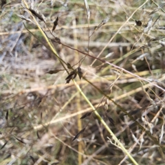 Eragrostis curvula at Watson, ACT - 4 Mar 2024