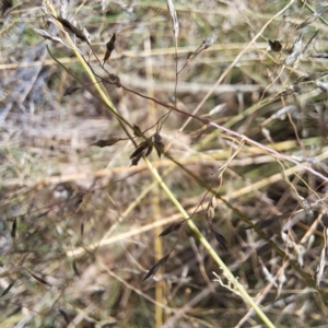 Eragrostis curvula at Watson, ACT - 4 Mar 2024