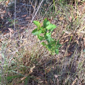 Pyrus calleryana at Mount Majura - 4 Mar 2024