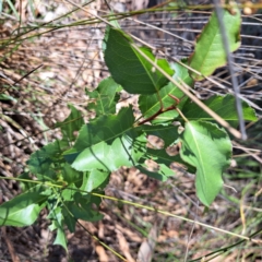 Pyrus calleryana at Mount Majura - 4 Mar 2024