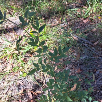 Rosa sp. (A Wild Rose) at Mount Majura - 4 Mar 2024 by abread111