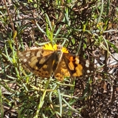 Vanessa kershawi (Australian Painted Lady) at Little Taylor Grassland (LTG) - 3 Mar 2024 by galah681