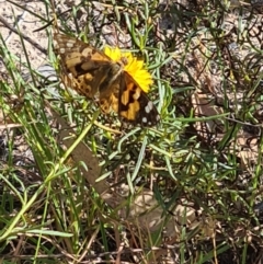 Vanessa kershawi at Little Taylor Grassland (LTG) - 3 Mar 2024