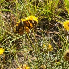 Vanessa kershawi at Little Taylor Grassland (LTG) - 3 Mar 2024