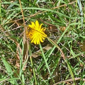 Apis mellifera at Little Taylor Grassland (LTG) - 3 Mar 2024