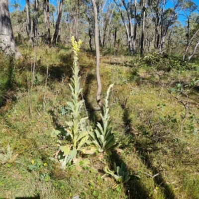 Verbascum thapsus subsp. thapsus (Great Mullein, Aaron's Rod) at O'Malley, ACT - 4 Mar 2024 by Mike