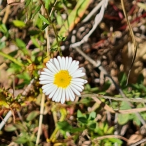 Erigeron karvinskianus at Mount Mugga Mugga - 4 Mar 2024 04:19 PM