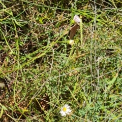 Erigeron karvinskianus at Mount Mugga Mugga - 4 Mar 2024