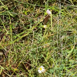 Erigeron karvinskianus at Mount Mugga Mugga - 4 Mar 2024 04:19 PM