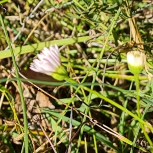 Erigeron karvinskianus at Mount Mugga Mugga - 4 Mar 2024