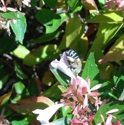 Amegilla sp. (genus) (Blue Banded Bee) at Gundaroo, NSW - 4 Mar 2024 by SwalaPark