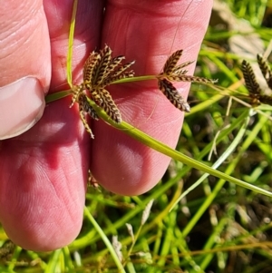 Cyperus sanguinolentus at Mount Mugga Mugga - 4 Mar 2024 03:53 PM