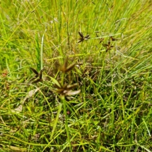 Cyperus sanguinolentus at Mount Mugga Mugga - 4 Mar 2024