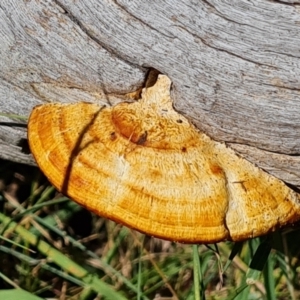 Truncospora ochroleuca at Mount Mugga Mugga - 4 Mar 2024