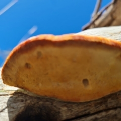 Truncospora ochroleuca at Mount Mugga Mugga - 4 Mar 2024