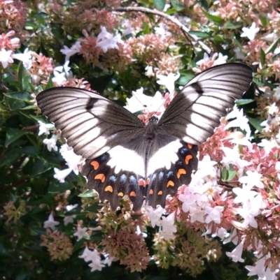 Papilio aegeus (Orchard Swallowtail, Large Citrus Butterfly) at Gundaroo, NSW - 27 Feb 2024 by SwalaPark