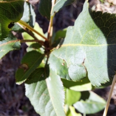 Pyrus sp. (An Ornamental Pear) at Watson, ACT - 4 Mar 2024 by abread111