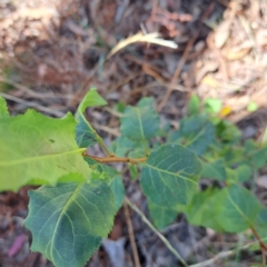 Pyrus sp. at Mount Majura - 4 Mar 2024 11:33 AM