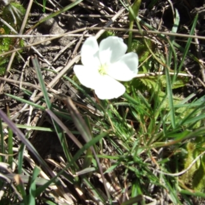 Drosera sp. at Epping, VIC - 26 Aug 2007 by WendyEM